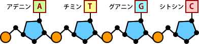 dna04